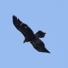 Aquila audax (Wedge-tailed Eagle) at Bundanoon - 3 Jun 2020 by GlossyGal