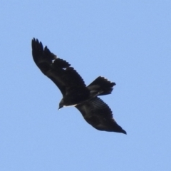 Aquila audax (Wedge-tailed Eagle) at Bundanoon, NSW - 3 Jun 2020 by GlossyGal