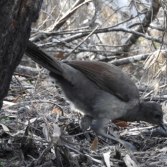 Menura novaehollandiae (Superb Lyrebird) at Wingecarribee Local Government Area - 3 Jun 2020 by GlossyGal