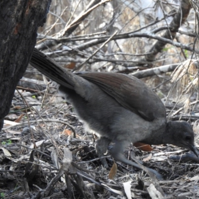 Menura novaehollandiae (Superb Lyrebird) at Bundanoon, NSW - 3 Jun 2020 by GlossyGal