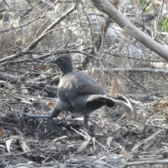 Menura novaehollandiae at Bundanoon - 3 Jun 2020