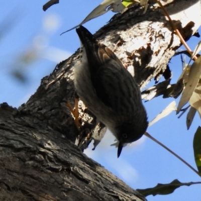 Daphoenositta chrysoptera (Varied Sittella) at Wingecarribee Local Government Area - 7 Jun 2020 by GlossyGal