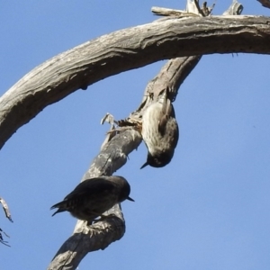 Daphoenositta chrysoptera at Colo Vale, NSW - 8 Jun 2020