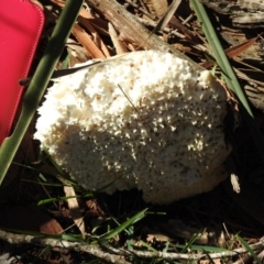 Unidentified Fungus, Moss, Liverwort, etc (TBC) at Wingello, NSW - 4 Jun 2020 by GlossyGal