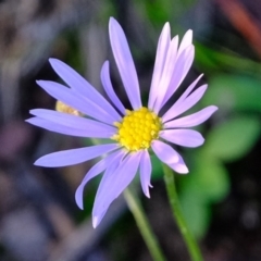 Brachyscome rigidula (Hairy Cut-leaf Daisy) at Black Mountain - 9 Jun 2020 by Kurt