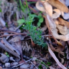 Brachyscome rigidula at Hackett, ACT - 9 Jun 2020