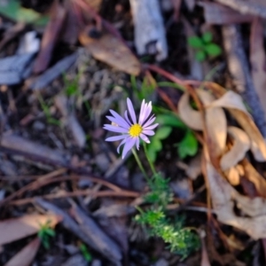 Brachyscome rigidula at Hackett, ACT - 9 Jun 2020