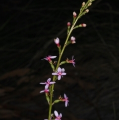 Stylidium graminifolium (grass triggerplant) at Acton, ACT - 7 Jun 2020 by jb2602