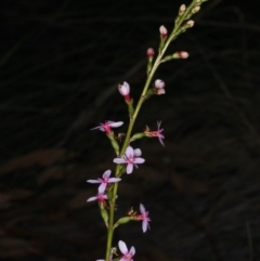 Stylidium graminifolium (Grass Triggerplant) at Acton, ACT - 7 Jun 2020 by jbromilow50