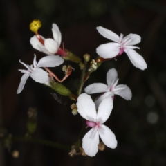 Stylidium graminifolium (grass triggerplant) at Acton, ACT - 7 Jun 2020 by jb2602