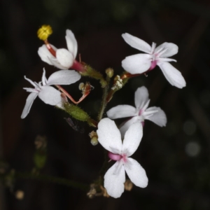 Stylidium graminifolium at Acton, ACT - 7 Jun 2020