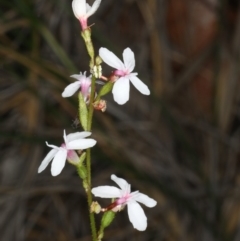 Stylidium graminifolium at Acton, ACT - 7 Jun 2020