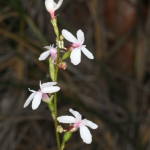 Stylidium graminifolium at Acton, ACT - 7 Jun 2020