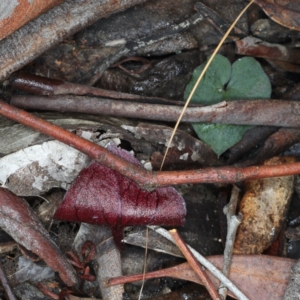 Acianthus exsertus at Acton, ACT - 7 Jun 2020