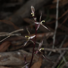 Acianthus exsertus at Acton, ACT - 7 Jun 2020