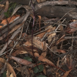 Acianthus exsertus at Acton, ACT - 7 Jun 2020