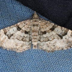 Epyaxa sodaliata (Sodaliata Moth, Clover Moth) at Acton, ACT - 7 Jun 2020 by jb2602