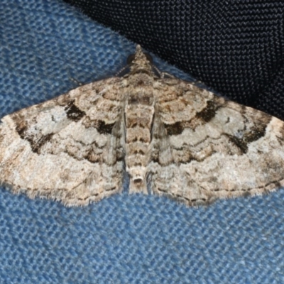 Epyaxa sodaliata (Sodaliata Moth, Clover Moth) at Black Mountain - 7 Jun 2020 by jb2602