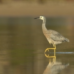 Egretta novaehollandiae (White-faced Heron) at Merimbula, NSW - 5 Jun 2020 by Leo