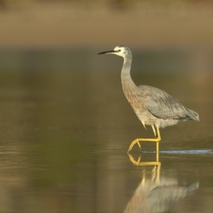 Egretta novaehollandiae at Merimbula, NSW - 5 Jun 2020 03:55 PM