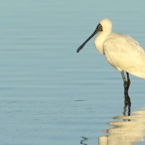 Platalea regia at Merimbula, NSW - 5 Jun 2020 04:10 PM