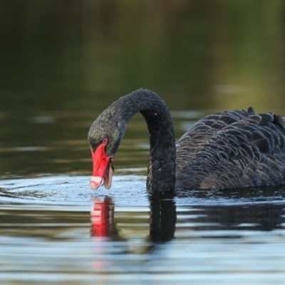 Cygnus atratus (Black Swan) at Panboola - 6 Jun 2020 by Leo