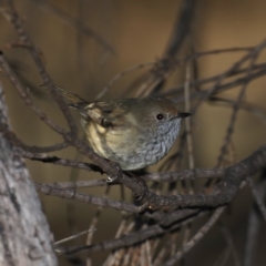 Acanthiza pusilla (Brown Thornbill) at Majura, ACT - 17 May 2020 by jb2602