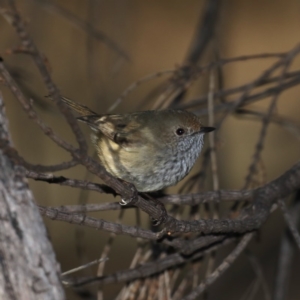 Acanthiza pusilla at Majura, ACT - 17 May 2020