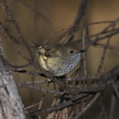 Acanthiza pusilla (Brown Thornbill) at Majura, ACT - 17 May 2020 by jbromilow50