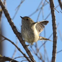 Acanthiza pusilla at Majura, ACT - 17 May 2020