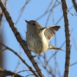 Acanthiza pusilla at Majura, ACT - 17 May 2020