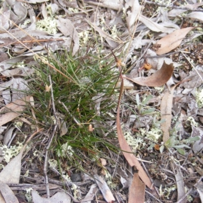 Laxmannia gracilis (Slender Wire Lily) at Lake Ginninderra - 10 Jun 2020 by MichaelMulvaney