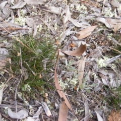 Laxmannia gracilis at Belconnen, ACT - 10 Jun 2020