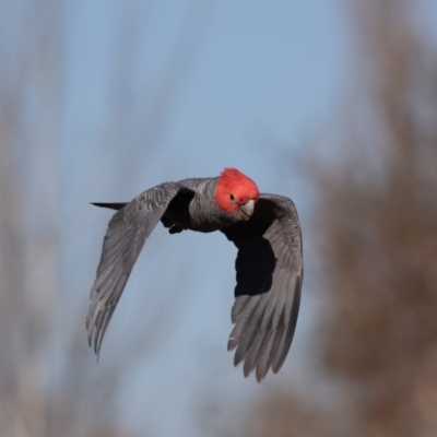 Callocephalon fimbriatum (Gang-gang Cockatoo) at Fyshwick, ACT - 6 Jun 2020 by rawshorty