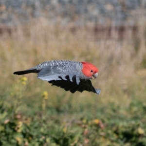 Callocephalon fimbriatum at Fyshwick, ACT - 6 Jun 2020