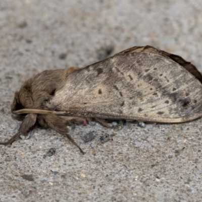 Oxycanus silvanus (Pale Oxycanus) at Nicholls, ACT - 8 Jun 2020 by AlisonMilton