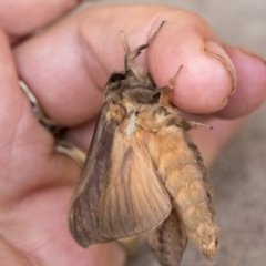 Oxycanus silvanus at Nicholls, ACT - 9 Jun 2020