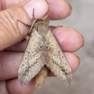 Oxycanus silvanus at Nicholls, ACT - 9 Jun 2020