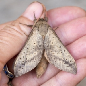 Oxycanus silvanus at Nicholls, ACT - 9 Jun 2020