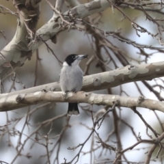 Cracticus torquatus (Grey Butcherbird) at Higgins, ACT - 10 Jun 2020 by Alison Milton