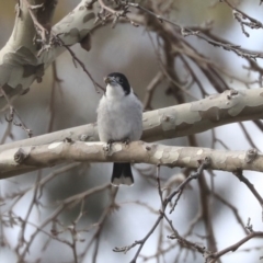 Cracticus torquatus at Higgins, ACT - 10 Jun 2020