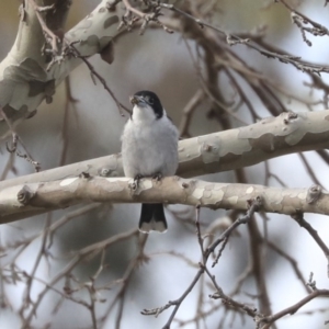 Cracticus torquatus at Higgins, ACT - 10 Jun 2020