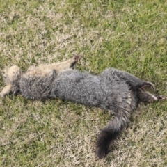 Trichosurus vulpecula (Common Brushtail Possum) at Higgins, ACT - 26 May 2020 by Alison Milton