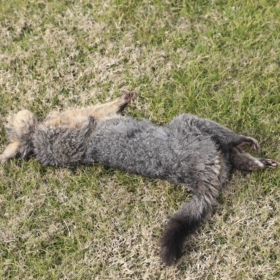 Trichosurus vulpecula (Common Brushtail Possum) at Higgins, ACT - 26 May 2020 by AlisonMilton