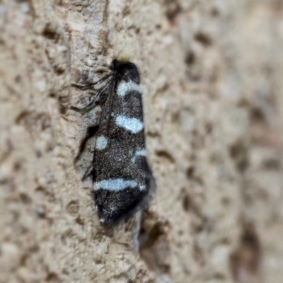 Lepidoscia (genus) ADULT at Higgins, ACT - 2 Mar 2020 by AlisonMilton