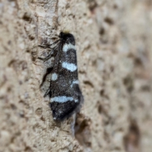 Lepidoscia (genus) ADULT at Higgins, ACT - 3 Mar 2020