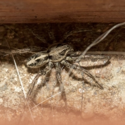 Artoriopsis sp. (genus) (Unidentified Artoriopsis wolf spider) at Higgins, ACT - 3 Mar 2020 by AlisonMilton