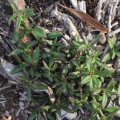 Opercularia hispida (Hairy Stinkweed) at MTR591 at Gundaroo - 16 May 2020 by MaartjeSevenster