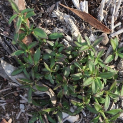 Opercularia hispida (Hairy Stinkweed) at Gundaroo, NSW - 16 May 2020 by MaartjeSevenster