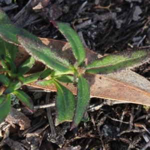 Opercularia hispida at Gundaroo, NSW - 16 May 2020